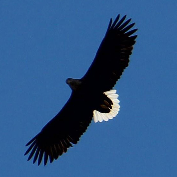 Coll-Bird-Festival-Eagle