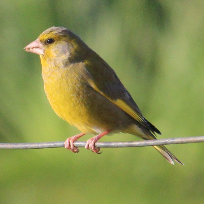 Coll-Bird-Festival-Finch