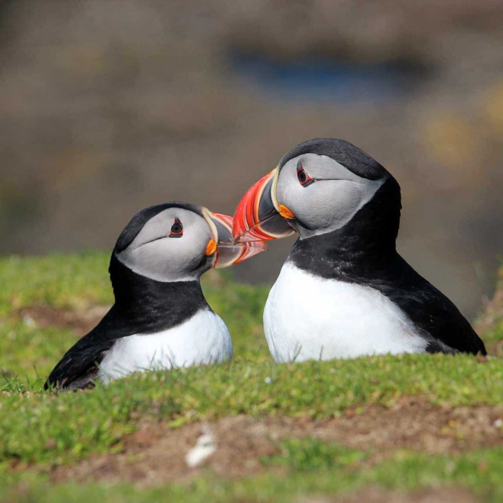 Coll-Bird-Festival-Puffins-SQ